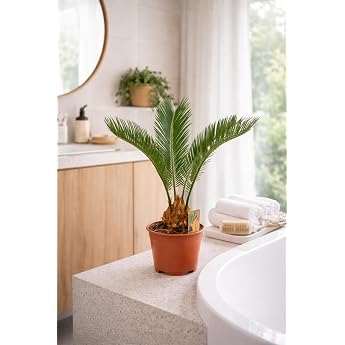 Cycas Revoluta Approx. 55 cm - Japanese Sago Palm Exotic Indoor Plant with 14 cm Pot Easy Care Palm Fern Durable & Decorative for Living Room Office & Conservatory