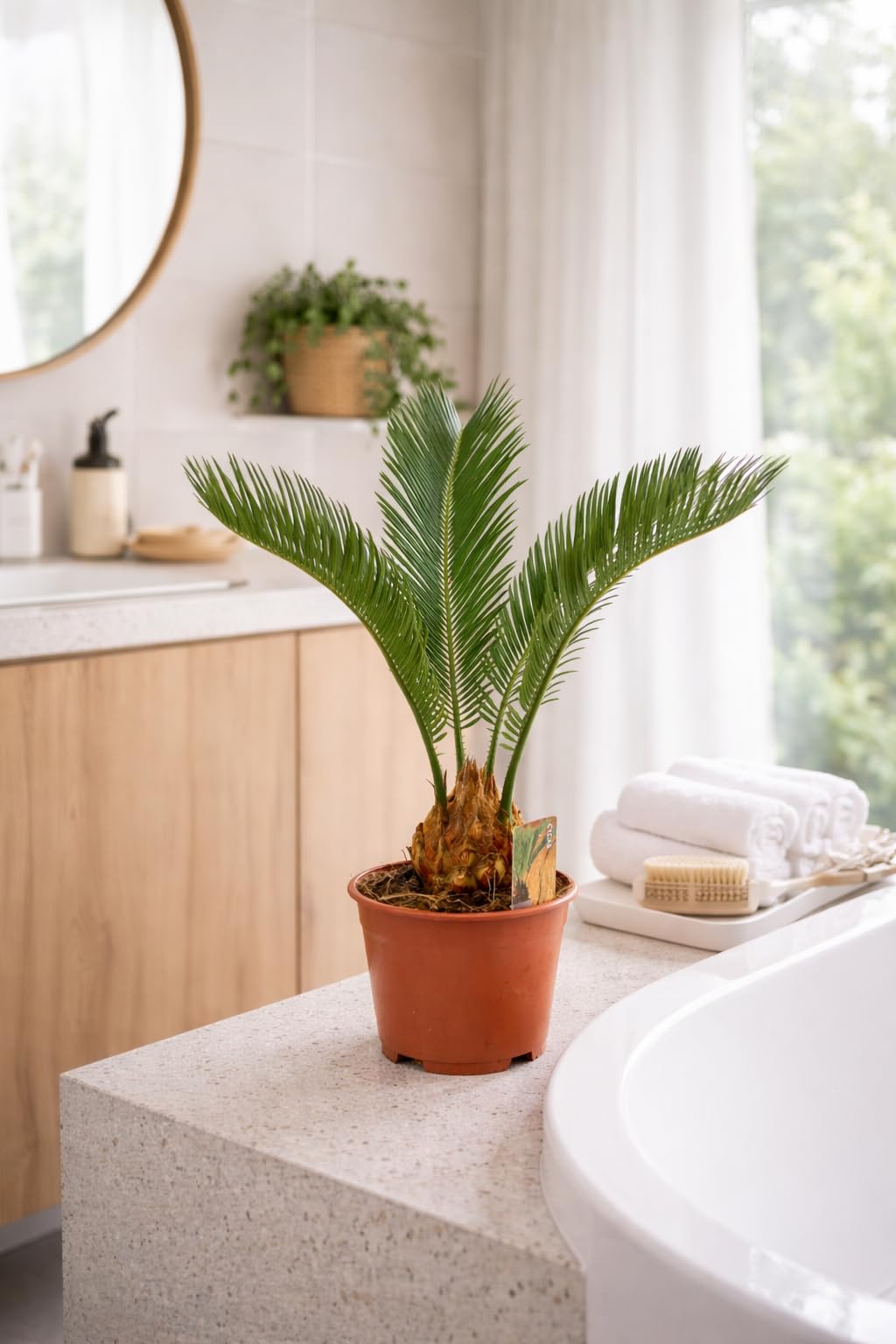 Cycas Revoluta ca. 55 cm  Japanische Sagopalme | Exotische Zimmerpflanze  mit 14 cm Topf | Pflegeleichter Palmfarn, langlebig & dekorativ fr  Wohnzimmer, Bro & Wintergarten : Amazon.de: Garten