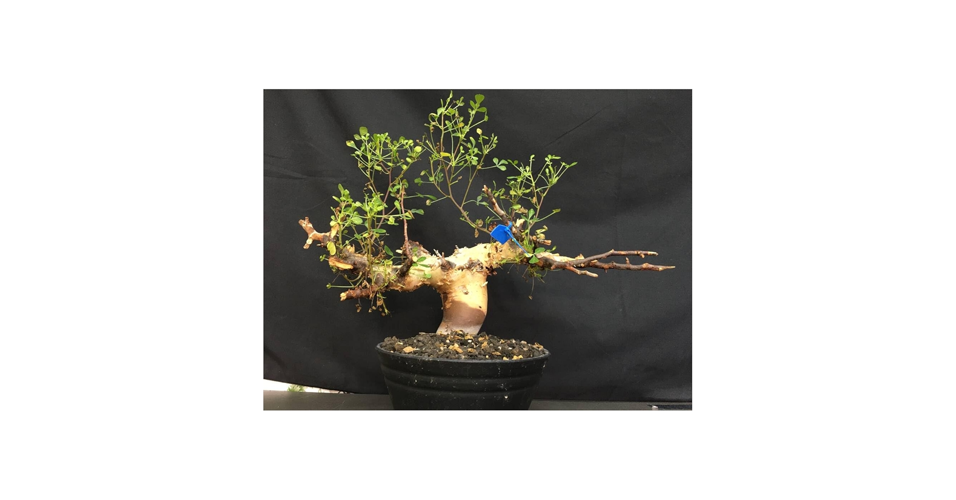 ワタ　コミフォラ　カタフ　エチオピア　ソマリア　ターカネンシス　エイル Amazon.co.jp: A.発根済み コミフォラ カタフ ソマリア産