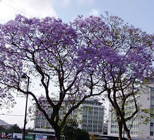 Vista 2 de Jacaranda mimosifolia, Azul Rare Árbol de floración flamboyan Delonix semillas 10semillas
