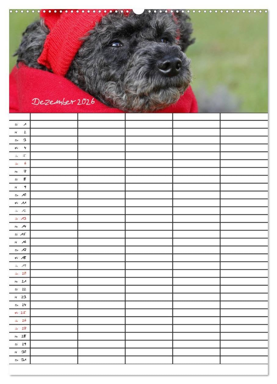 Der Pudel-Familienplaner (Wandkalender 2026 DIN A2 hoch), CALVENDO Monatskalender: Der Pudel-Kalender für die ganze Familie (CALVENDO Tiere)