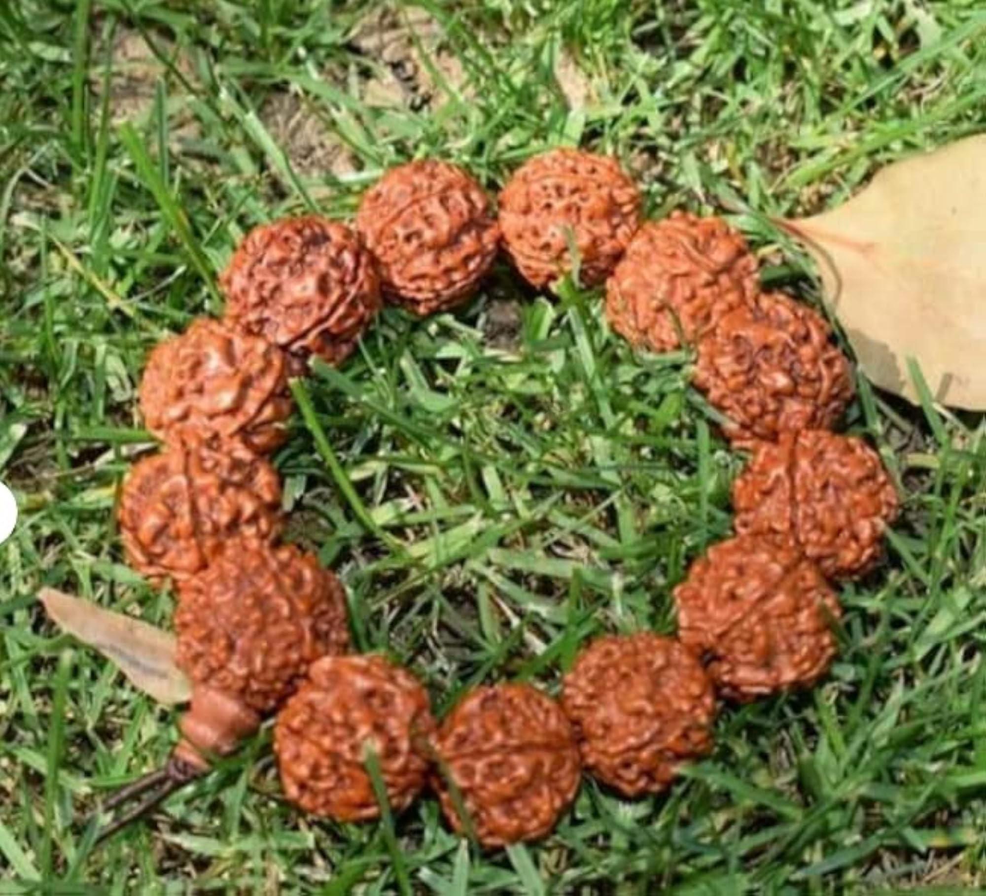 11 Mukhi Rudraksha Bracelet, Adjustable