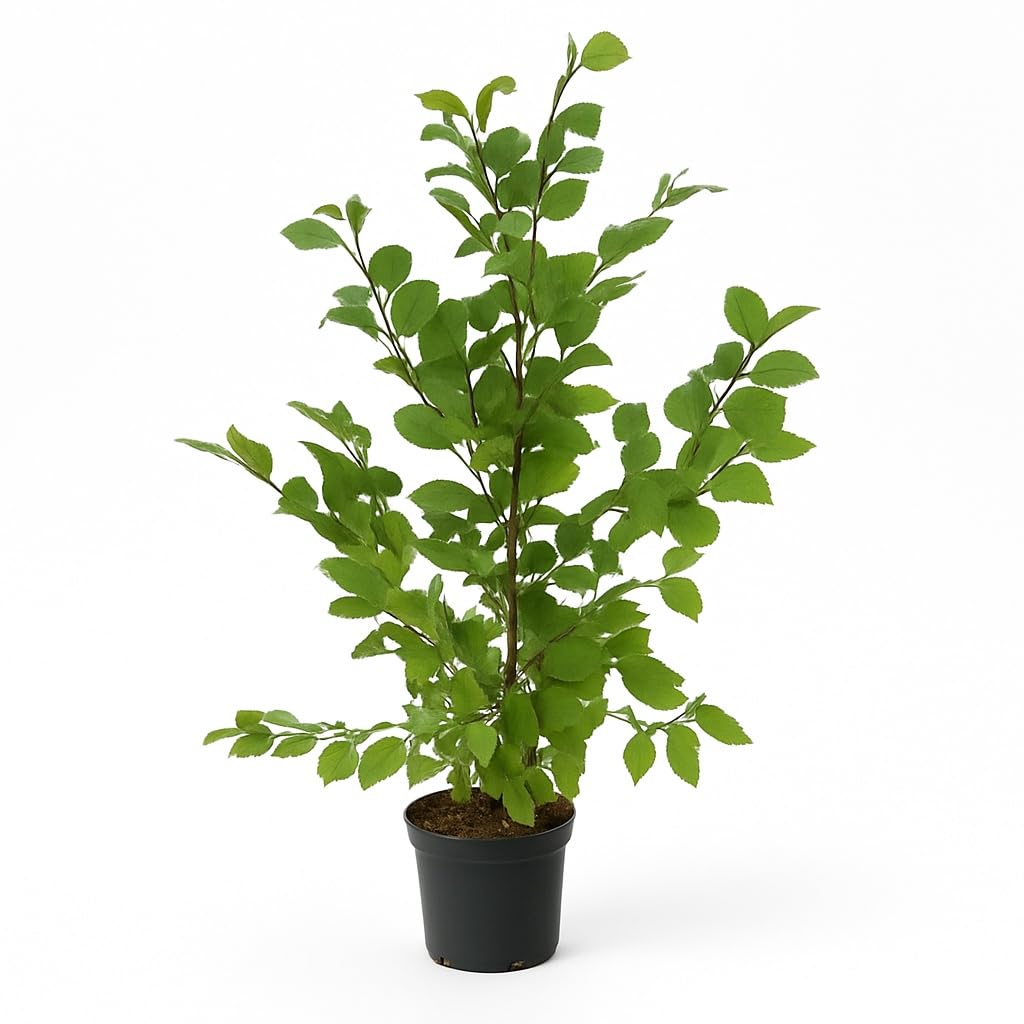15st. Hainbuchen 80-120cm XXL Buschig im 3L Topf gemessen Heckenpflanzen Carpinus betulus Hecke Weißbuche Gartenhecke Hainbuche Heckenpflanzen