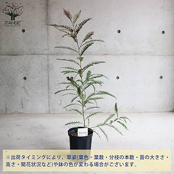 61HYMPr-gmL._AC_UF350,