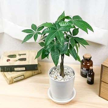 Amazon Co Jp 観葉植物 パキラ ネジリ 4号鉢 受け皿付き 育て方説明書付き Pachira Glabra 発財樹 実生 Diy 工具 ガーデン