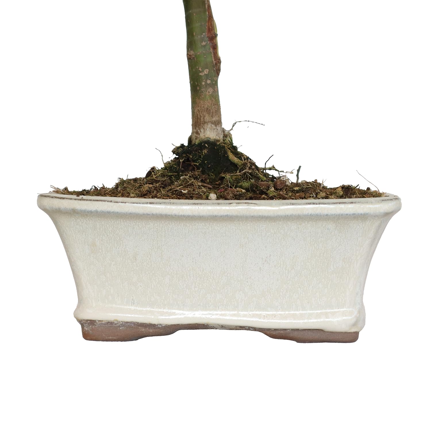 KENTIS - Bonsái Acer Palmatum Bi Hoo - Arce Palmeado - Planta Ornamental de Exterior - H 32/42 cm Maceta de 18 cm