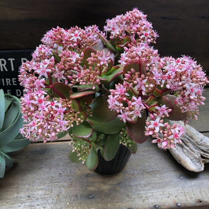 Amazon｜ノーブランド品 金のなる木 5号 花月 多肉植物 観葉植物 成金