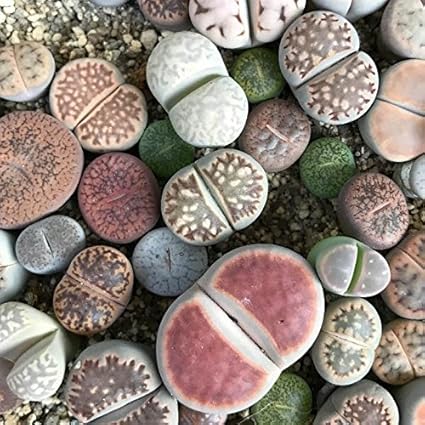 Amazon リトープス メセン 種10粒 多肉植物 リトープスmix Labicats独自の詳しい種子の撒き方の説明書つき 草