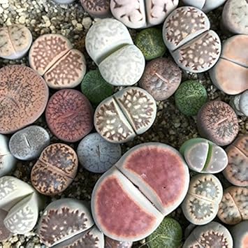 Amazon リトープス メセン 種10粒 多肉植物 リトープスmix Labicats独自の詳しい種子の撒き方の説明書つき 草