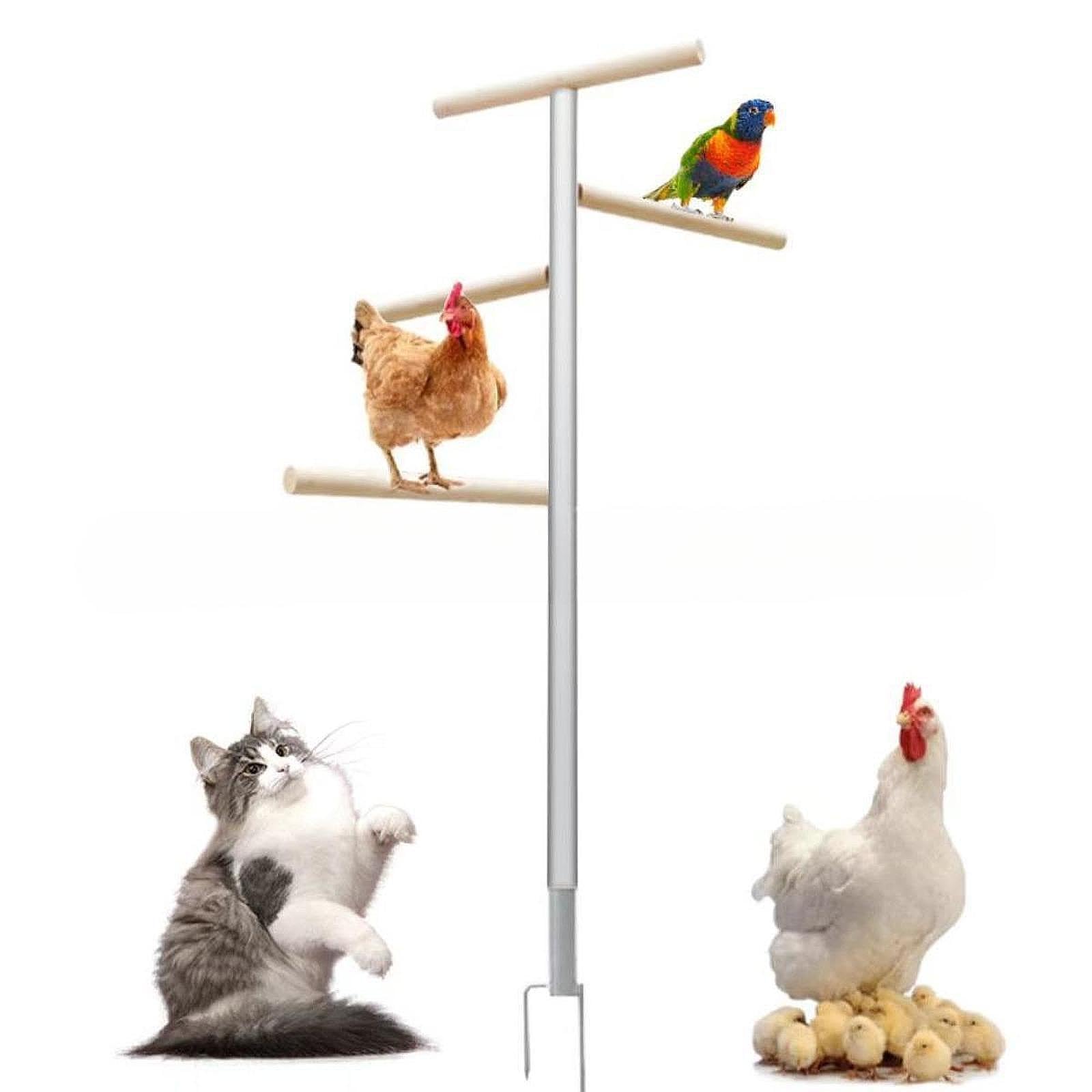 Criadora de guacamayos para Pollitos, gallinas Grandes, Perchas para Pollos, Barra de Descanso, Soporte para Madera para Pollitos, Percha, Soporte Entrenamiento para Aves, Experiencia