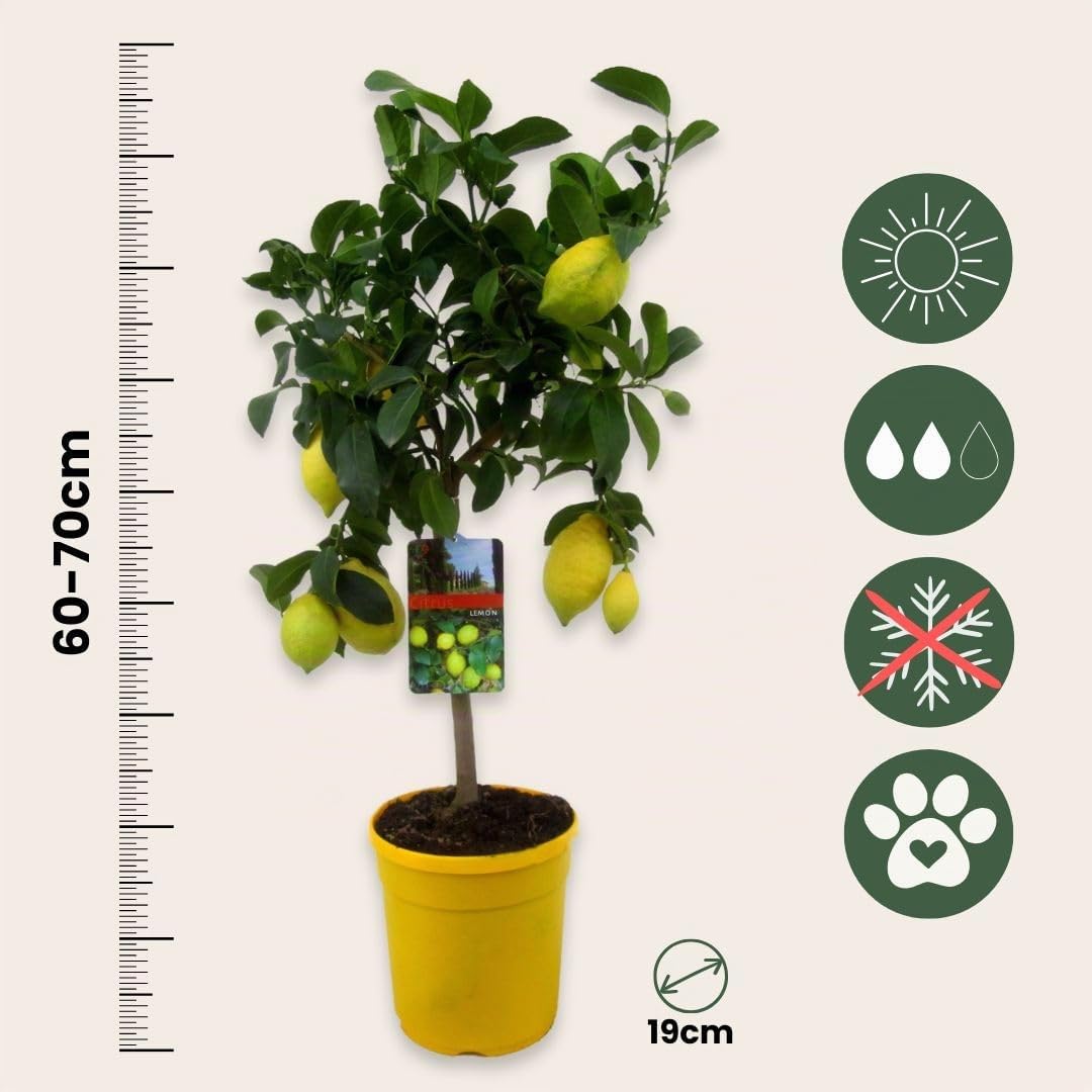 Plant in a Box - Citrus Limon - Citronnier arbre comestible fruitier - Pot 19cm - Hauteur 60-70cm