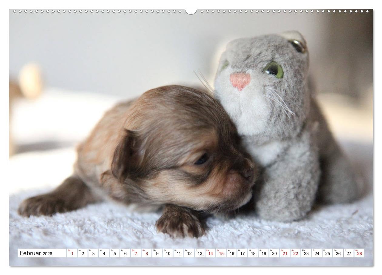 Bolonka Babykalender 2026 (hochwertiger Premium Wandkalender 2026 DIN A2 quer), Kunstdruck in Hochglanz: Ein gelungener Kalender mit hinreißenden ... kein Herz verschließen kann. (CALVENDO Tiere)