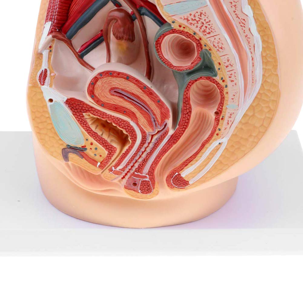 Weibliches Becken Anatomisches Modell,Median Sagittalschnitt Gynäkologisches Urogenitalsystem - PVC Scientific Anatomical Human Model for Medical Educational Training Aid