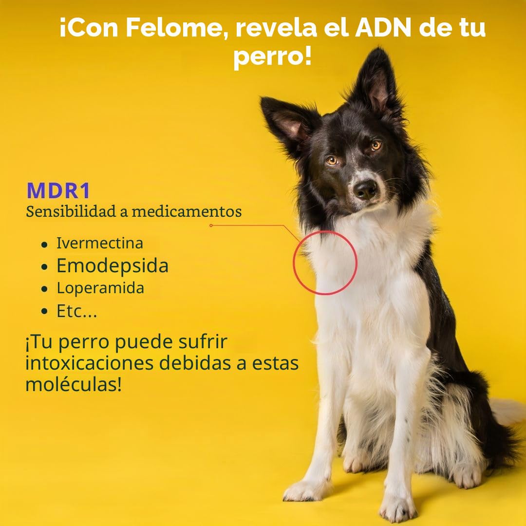 Prueba de ADN MDR1 para perros - Prueba de sensibilidad medicamentosa para su perro - Resultados en 2 semanas - Prueba de salud de cachorros y perros