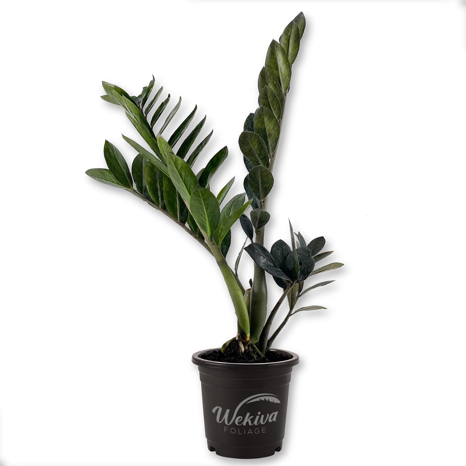 Amazon.com : Black Raven ZZ Plant - Live Plant in a 4 Inch Growers
