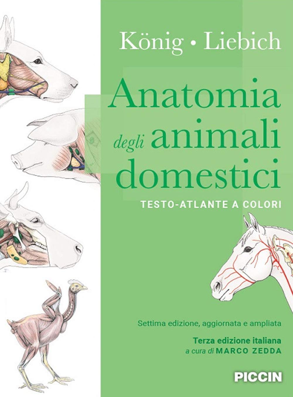 Horst Erich König, Hans-Georg Liebich – Anatomia degli animali domestici (2020) PDF Horst Erich König, Hans-Georg Liebich – Anatomia degli animali domestici (2020) PDF