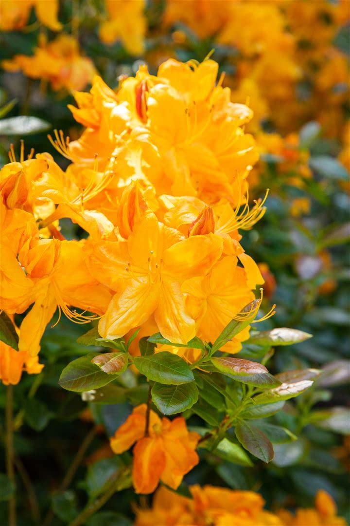 Rhododendron luteum 'Klondyke' 80-100 cm  Winterhart, Mehrjhrig,  Pflegeleicht  Azalee  Zierstrauch fr Garten & Beet : Amazon.de: Garten