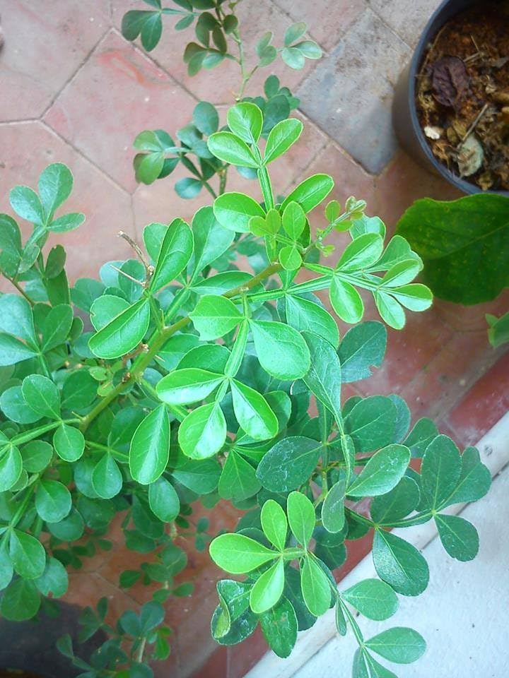 Maha Vilvam Live Plant with 13 Leaves Natural Healthy Live Plant - 1 No (B0CY1PNFCC) Amazon Price History, Amazon Price Tracker