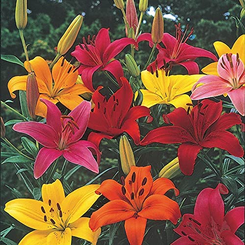 Audbhidhi Flower Bulbs | Asiatic Lily Imported Flower Bulbs (Set of 2 Bulbs Mix)