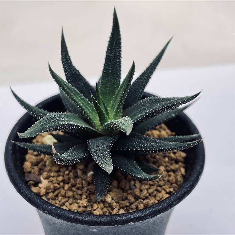 Amazon.co.jp: 多肉植物：ハオルチア 松の雪hyb.*幅11cm: ホーム＆キッチン