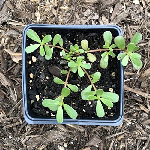 Smoke Camp Crafts Live Organic Purslane Plant