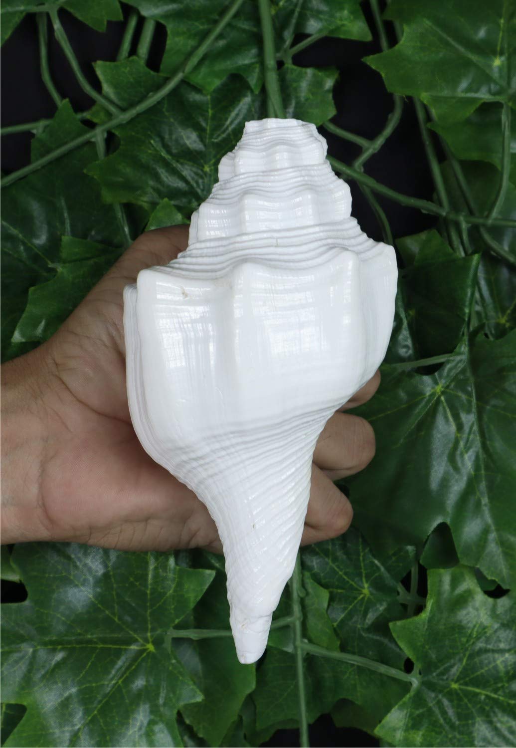 ASHIRWAD Blowing Shankh Vamavarti Dattatreya - Conch Shell - Puja Ritual - Shankhnaad (Shankh-07)