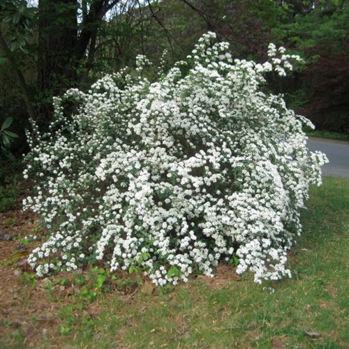 GardenersDream Spiraea Snowmound Plant - Outdoor Garden Ready Flowering Shrub - Hardy Deciduous Perennial Plant - Outdoor Garden Shrub for Borders and Patios (15-25 cm, incl. 9cm Pot)