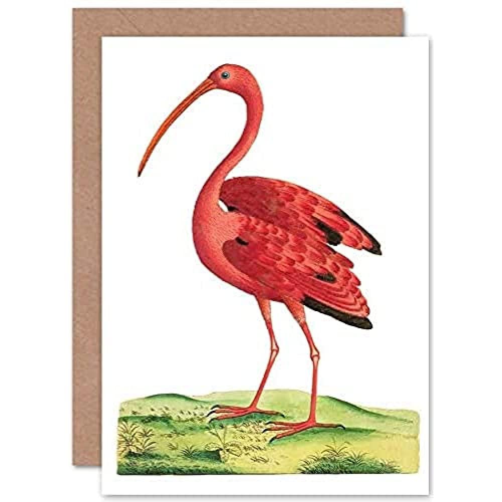 Fine Art Prints Bird Scarlet Ibis Greeting Card With Envelope Inside Premium Quality