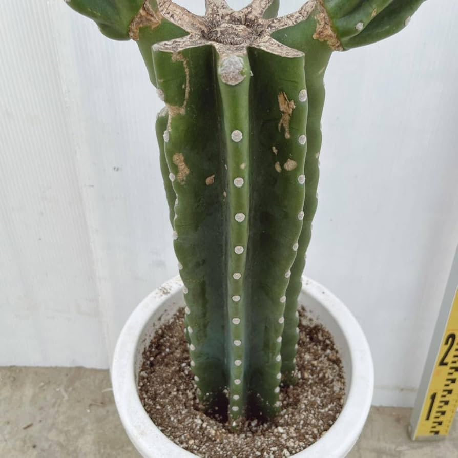 Amazon.co.jp: 多肉植物 柱サボテン ブランチ8号鉢 大型大株