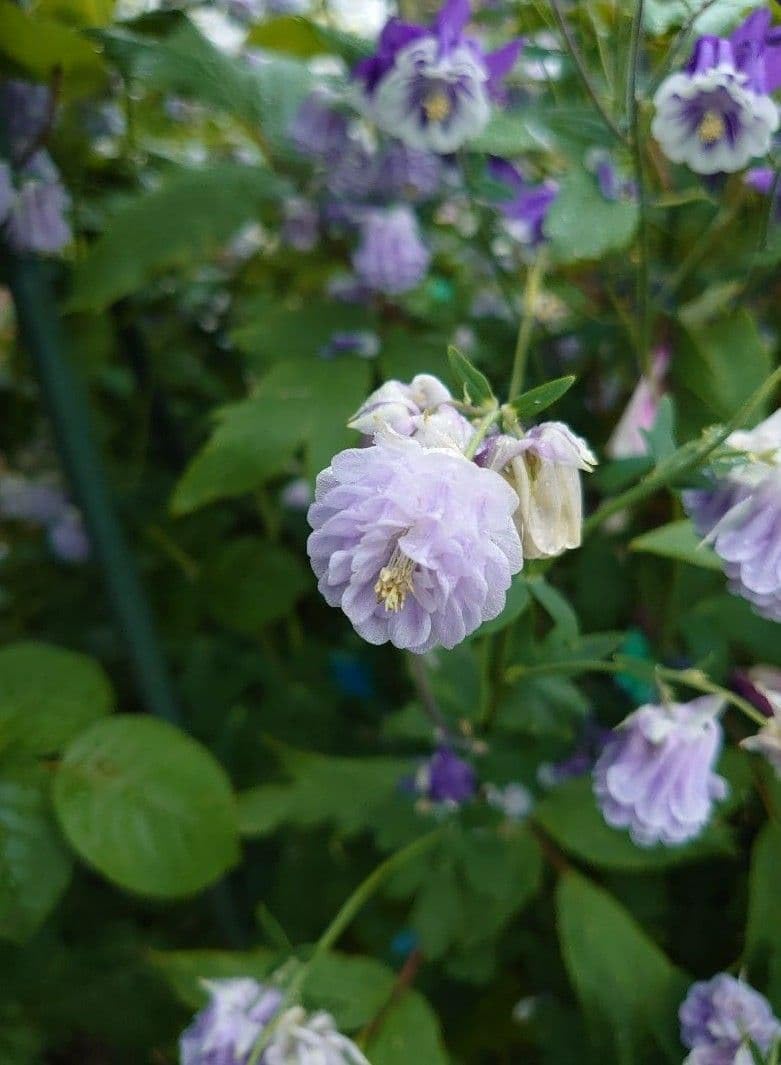Amazon｜花の種 西洋オダマキ ミルキーパープル フリル系八重咲き