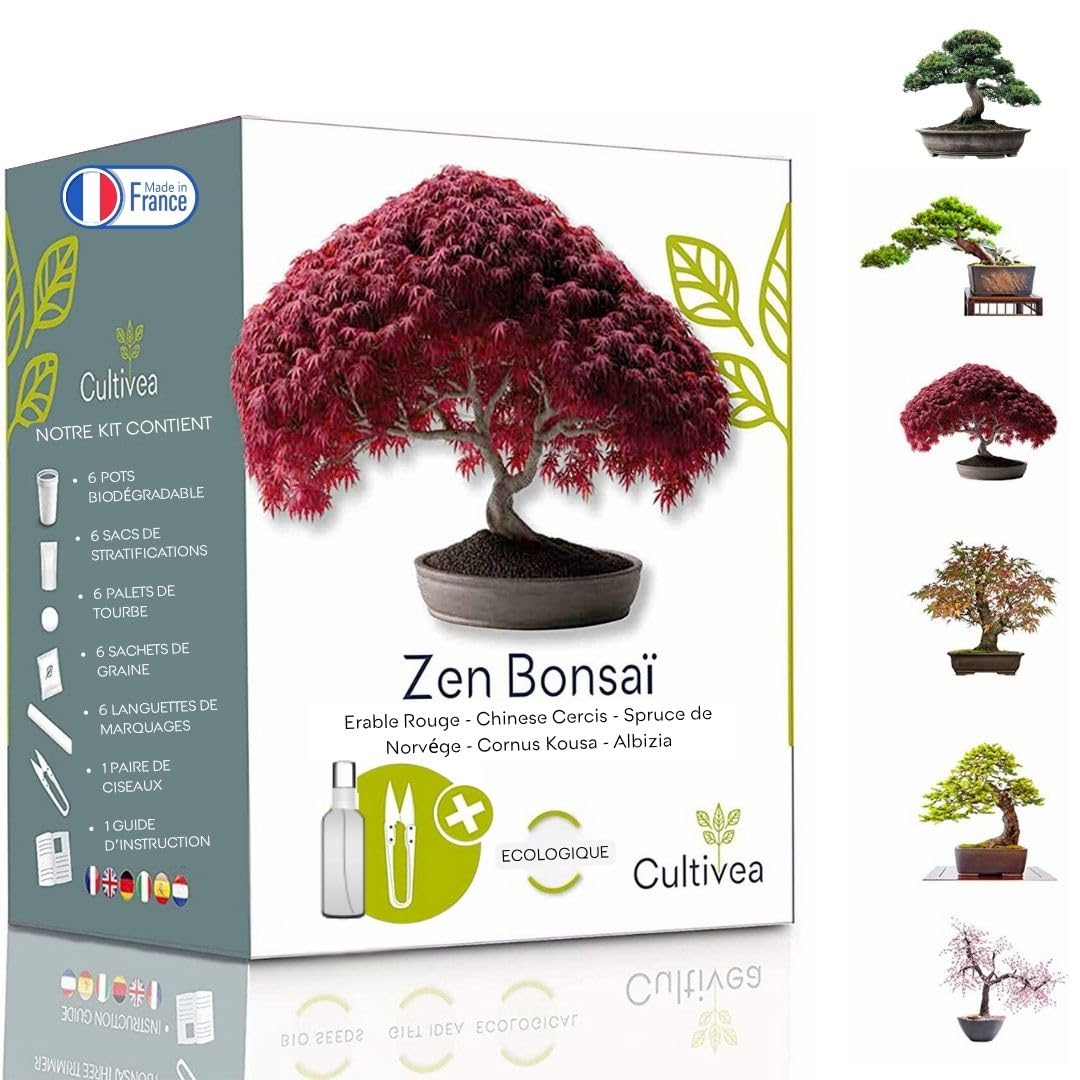Cultivea Mini zestaw bonsai gotowy do uprawy - ogród i dekoracja - pomysł na prezent (czerwony klon, chiński Cercis, Juniperus, Liquidambar, świerk pospolity