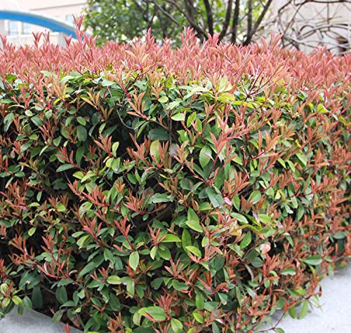 1 planta de photinia de seto en maceta de 18 cm, perenne.