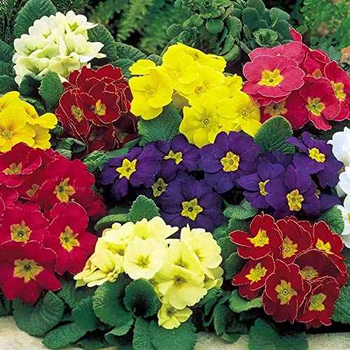 美品★TATRAS NOLLEY'S別注　PRIMULA Primula – New Leaf Plant Centre