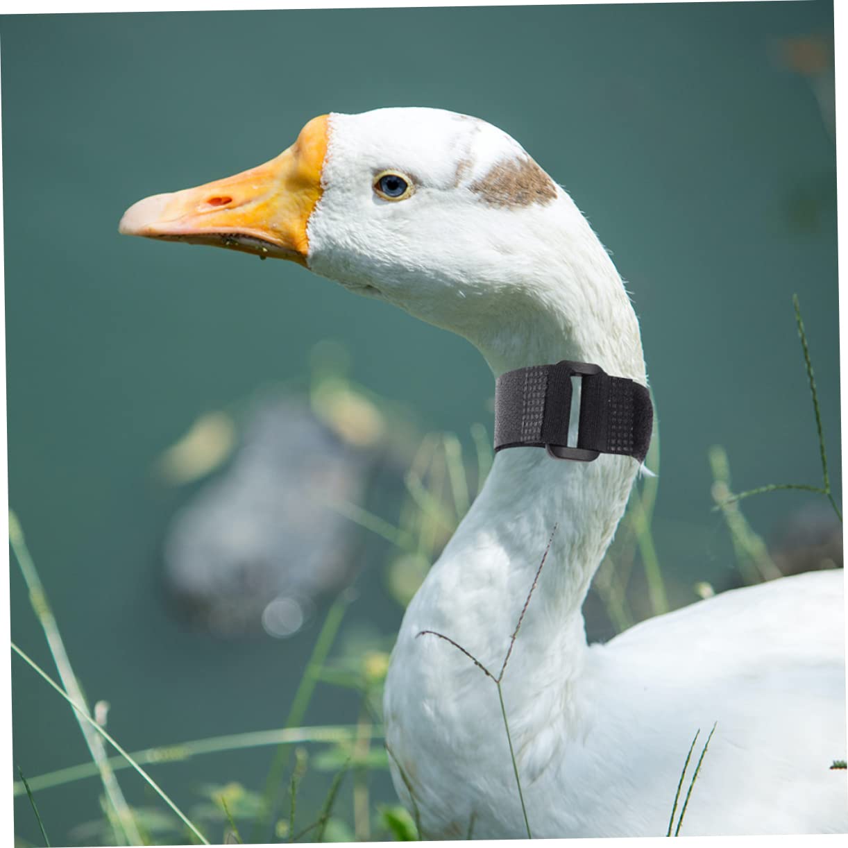 BESPORTBLE Crowing Poultry Collars 8pcs Rooster Neck Belts Chicken Coop Accessories -Noise Collar for Roosters