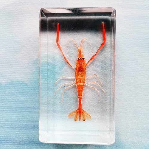 Miniatura 6 de Especímenes de insectos de camarón real en manualidades de pisapapapeles de resina, colección de taxidermia de insectos para educación científica y