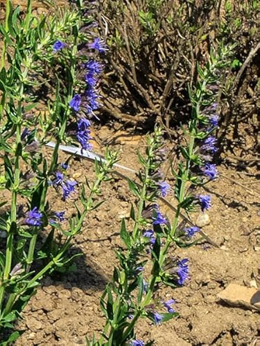 Ysop (Hyssopus officinalis) Bio - ca. 200 Samen