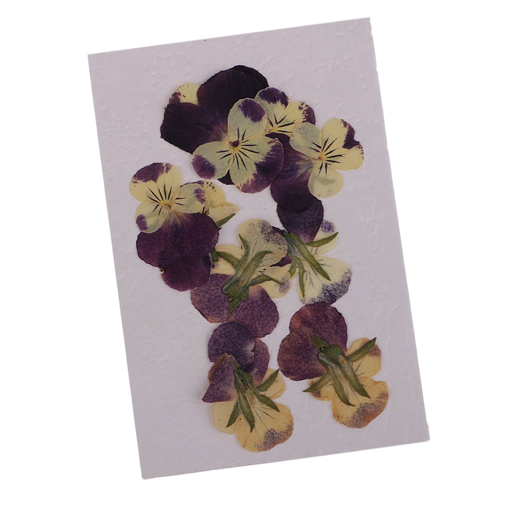 10 Pieces Mixed Pressed Flowers Natural Dry Pansy Flowers Making Greeting Card and Scrapbooking Craft Embellishments Filler for Handmade Jewelry Resin Crafts 3 - 5.5cm Long-image-26
