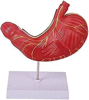 Study Model Educational Model Stomach Muscle Anatomy Model Human Organs Anatomical Model Stomach Model Human Anatomy Science Models Stomach Organ Teaching Demonstration Model,Medical Models SaiFei
