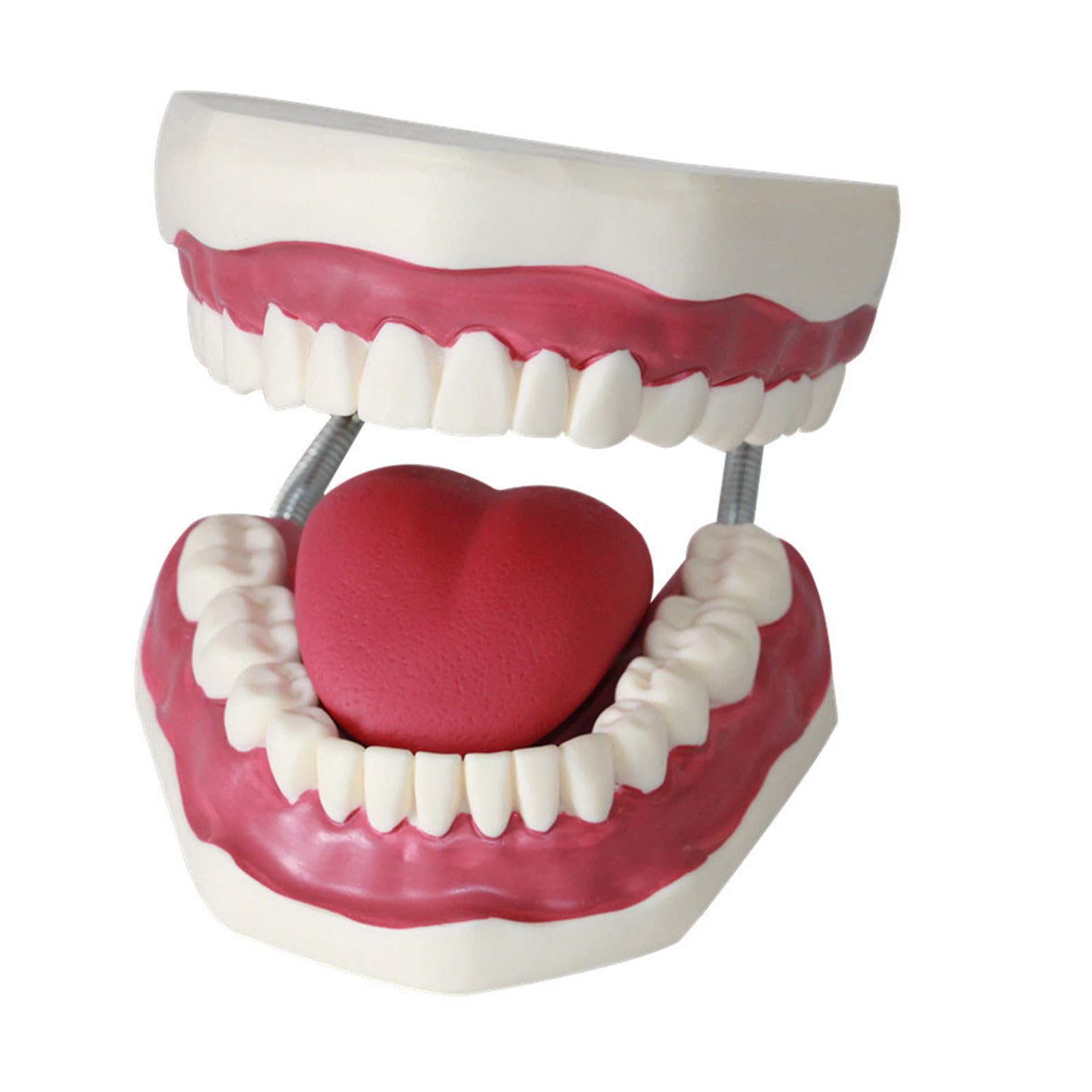 Modèles dentaires Adultes de Dents avec Langue Modèle médical pour l'enseignement précoce des Enfants Fournitures d'étude et d'apprentissage
