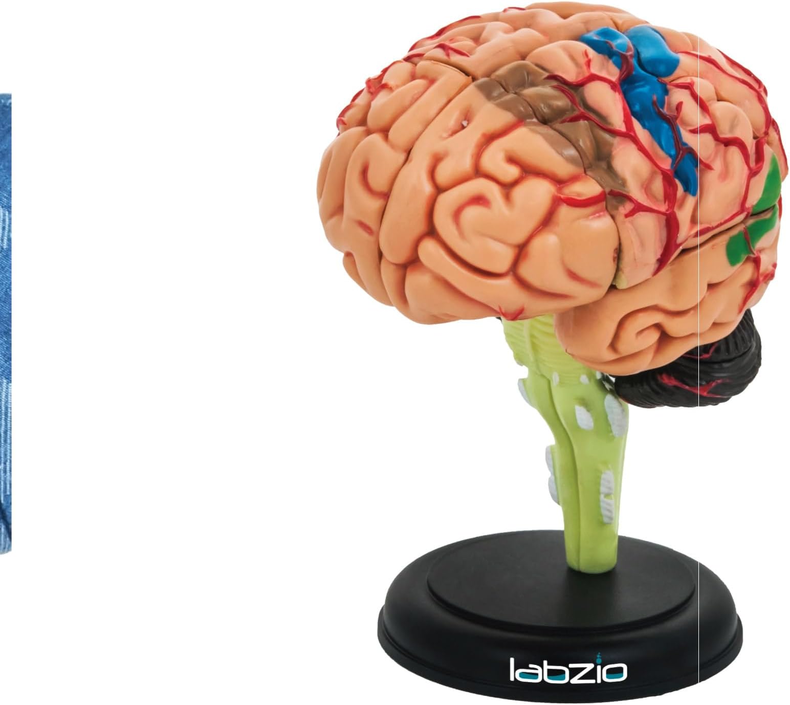 4D Human Brain Model, Mini (10 cm Tall), Dissects Into 17 Parts, A Perfect Learning for Anatomy of Brain, A Fun Learning Model for Kids and Students