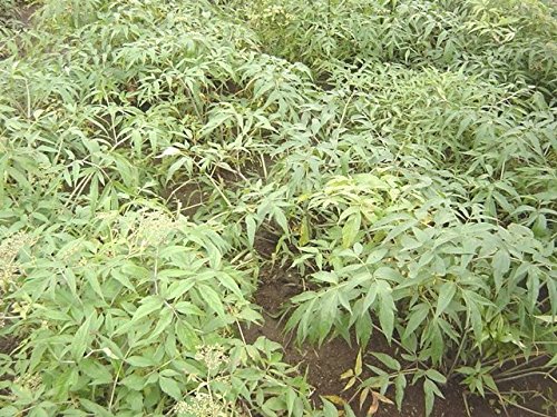 Amazon | 【神の草】日本山人参 日本山人参茶 粉末 50g×5袋 湯呑約500