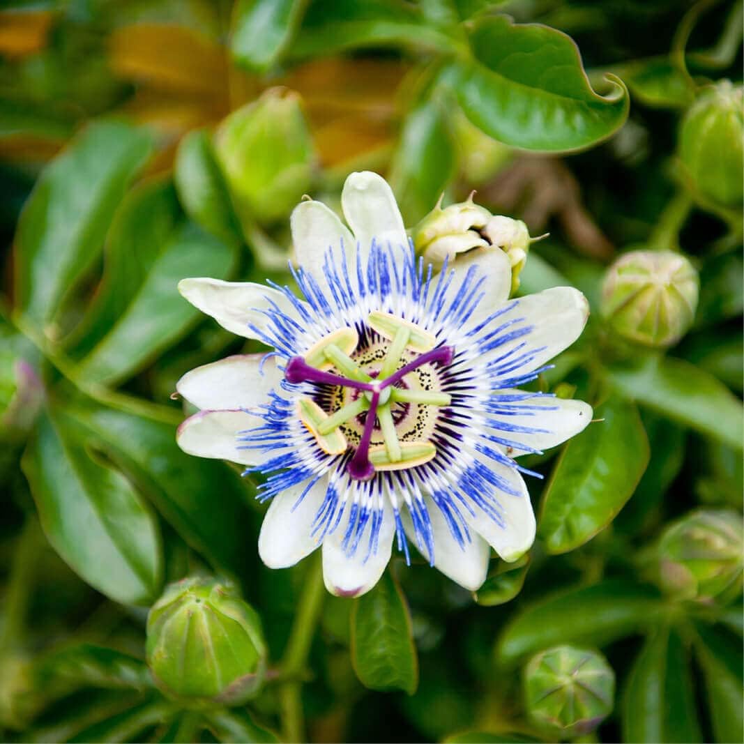 20 Seeds – Blue Passion Flower – Passion Fruit – Garden Flower – 223