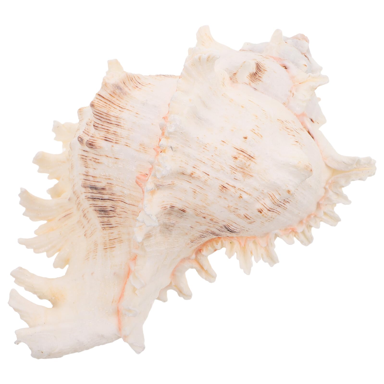 IMIKEYA Coquillage Naturel Conque Grosse 18-20 Cm pour Décoration D’intérieur Remplissage de Vase Décorations D’été Soi-même Fête Thème Plage et Mariage