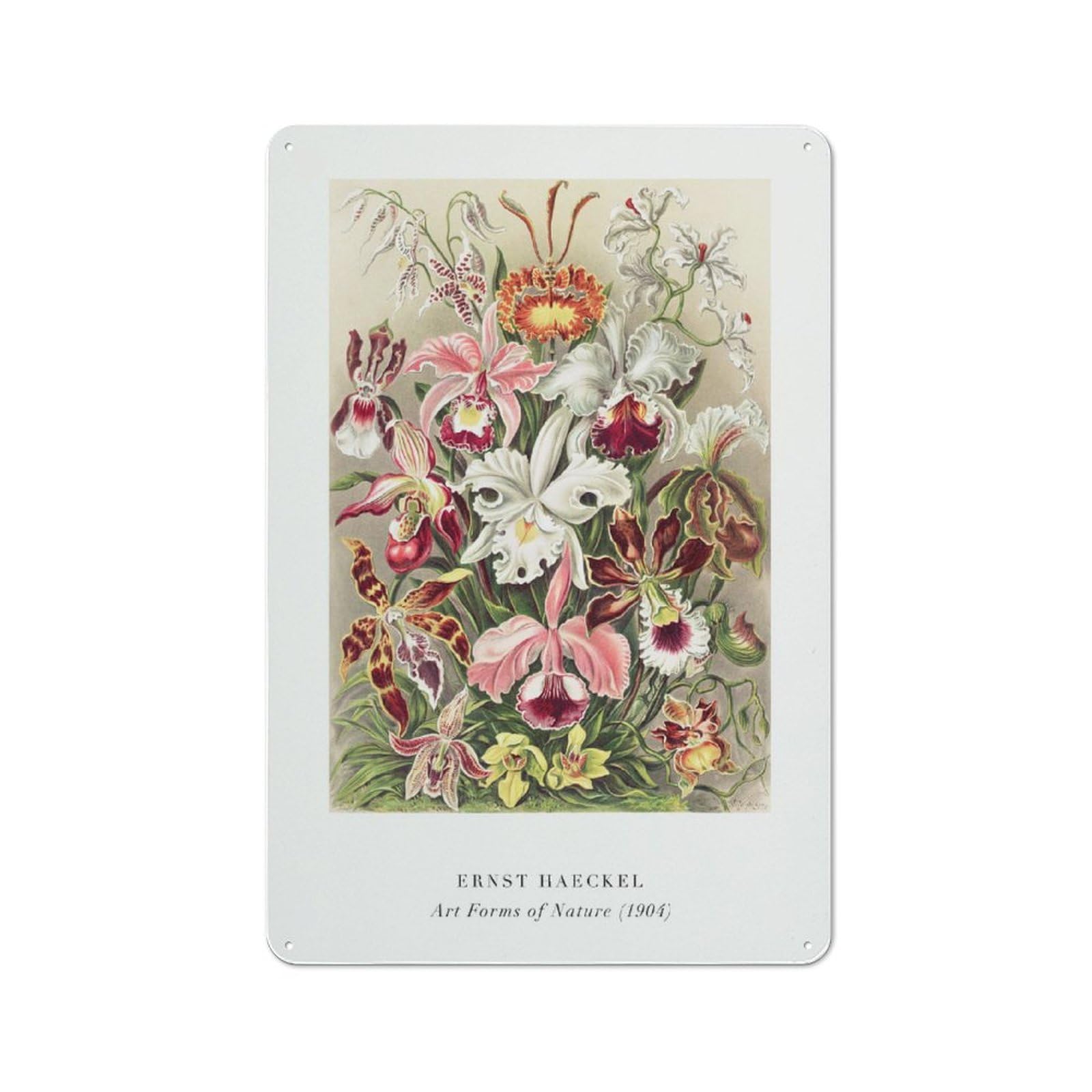 Junmoney Style-19 Vintage Ernst Haeckels Orchids Art Forms Of Nature Metal Plaque 30X20cm, Diner Style Decor For Bakery, Diner, Cafe Or Family Room