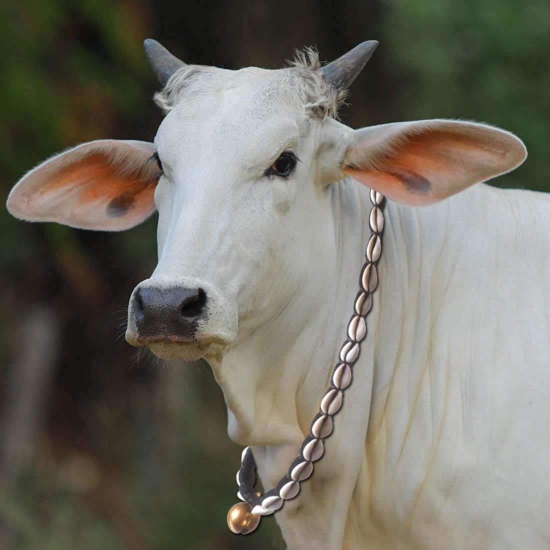 See full amazon price history chart for Cow/Buffalo Halter Nylon Rope,Leash,Cow Collar Charm,Cow Belt Black Colour 112 cm. Cow/Buffalo Halter Nylon Rope,Leash,Cow Collar Charm,Cow Belt Black Colour 112 cm. (B0CDLVFH3C) Amazon Price History, Amazon Price Tracker
