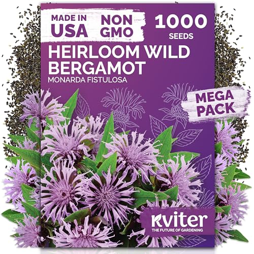 KVITER 1,000 Wild Bergamot Seeds for Planting (Monarda fistulosa) – Bee Balm Native Wildflower, Pollinator Magnet, Organic & Non GMO – Perennial Flower Seeds to Plant Outside in Flower/Herb Garden