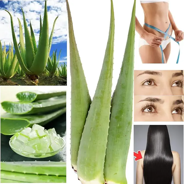 Bio Aloe Vera Blatt Barbadensis Miller - Frisch aus Spanien