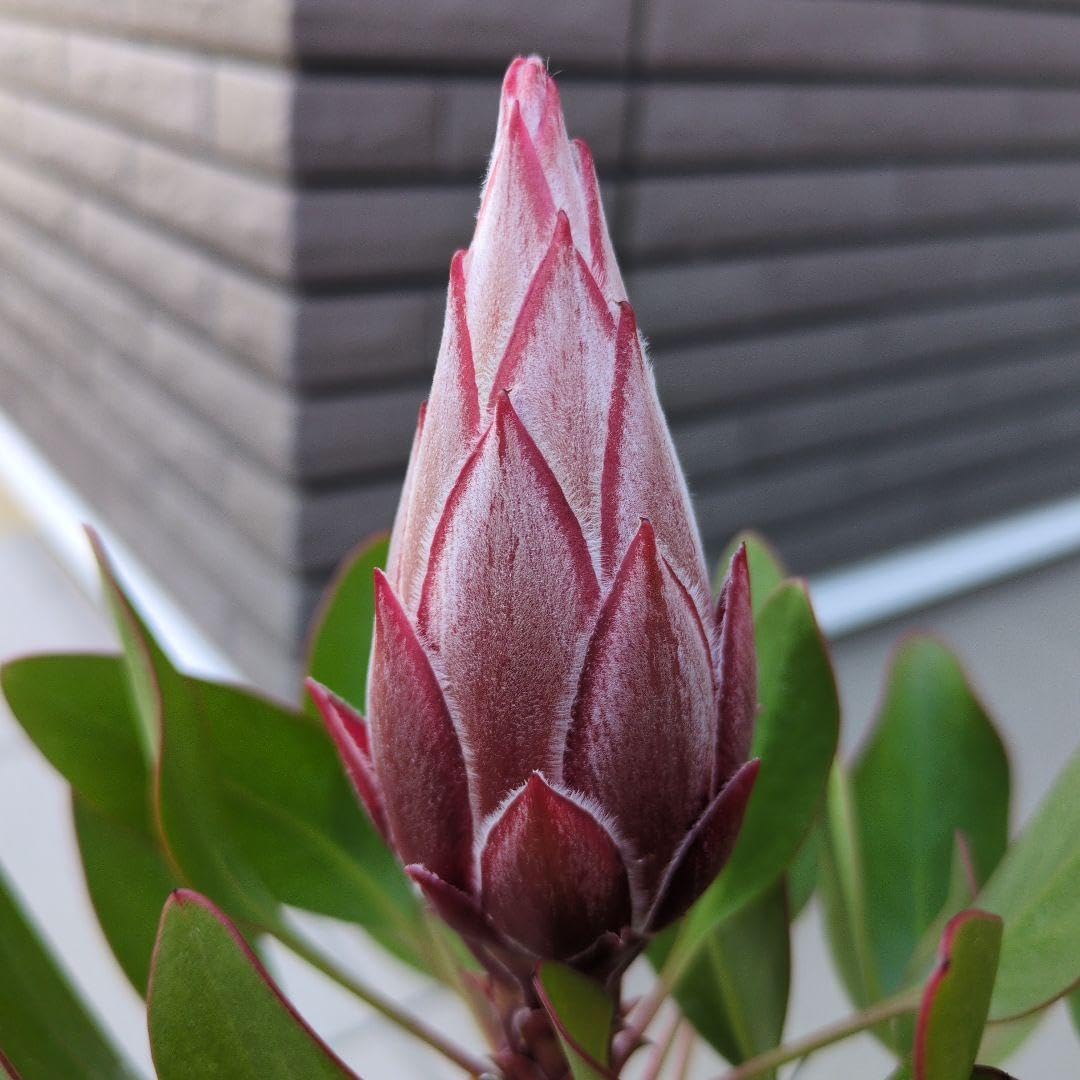 Amazon.co.jp: 花芽付き 花苗 キングプロテア リトルプリンス 5号鉢