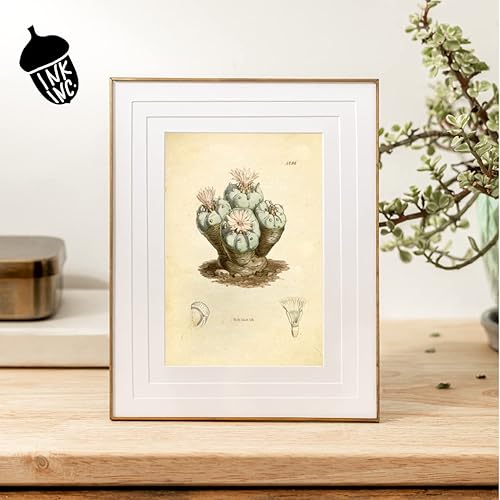 Miniatura 2 de Ink Inc. Estampados botánicos vintage  Plantas psicodélicas LSD, Peyote, hongos mágicos  Juego de 3 8 x 10 sin marco