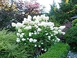 Limelight Hydrangea Paniculata - Live Plant Shipped 1 to 2 Feet Tall by DAS Farms